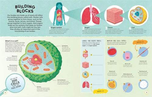 Educational infographic about building blocks of the body, including cells, organs, and tissues.
