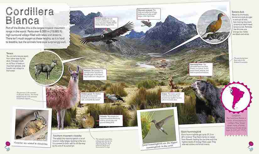 Educational poster about Cordillera Blanca with animals and mountain landscape