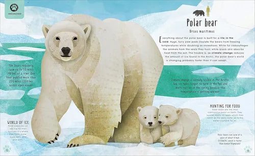 Illustration of a polar bear and its cubs with educational text about polar bears on a snowy background.