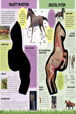 Educational poster about the skeletal system of a horse with labeled diagrams and text.