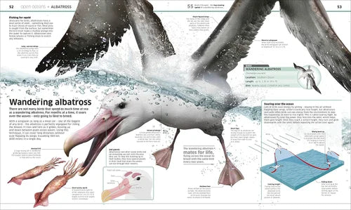 Illustration of a wandering albatross with scientific text and diagrams on a white background