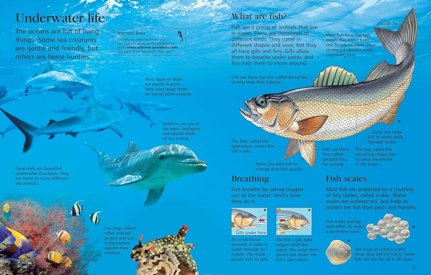 Usborne First Encyclopedia Of Seas & Oceans