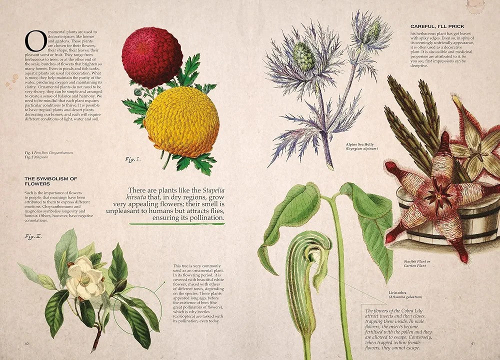 Illustrated Botany: The Virtual Plant Museum