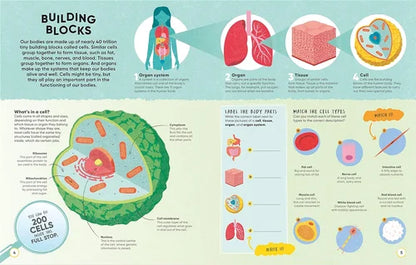 Educational infographic about building blocks of the body, including cells, organs, and tissues.