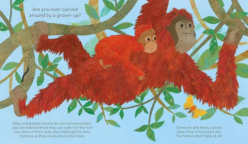 Illustration of two orangutans in a jungle setting with text about baby orangutans being carried by adults.