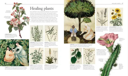 Illustrated book page about healing plants with various plant images and text.