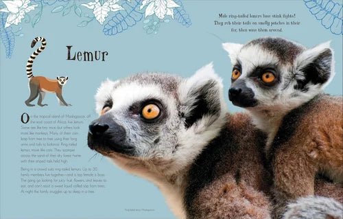 Two lemurs on a blue background with text about lemurs.
