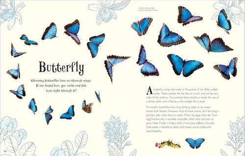 Illustrated book page about butterflies with colorful butterfly illustrations and text.