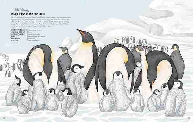 Illustration of emperor penguins and chicks in a snowy landscape