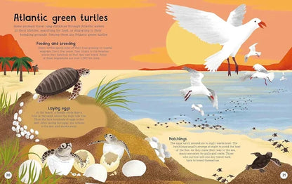 Illustration of Atlantic green turtles with birds and a sunset landscape
