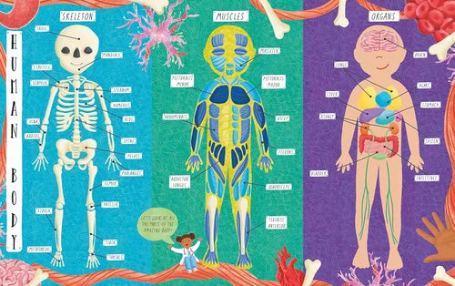 Educational chart of the human body showing skeleton, muscles, and organs.
