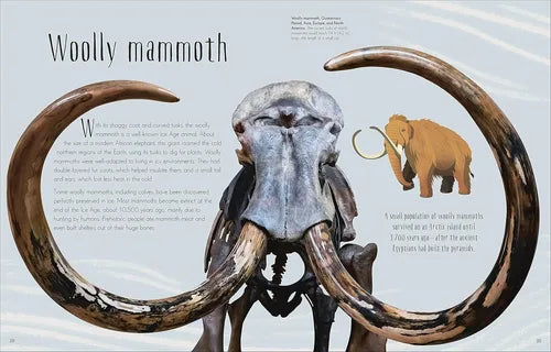 Illustration of a woolly mammoth skeleton with large tusks on a light gray background.