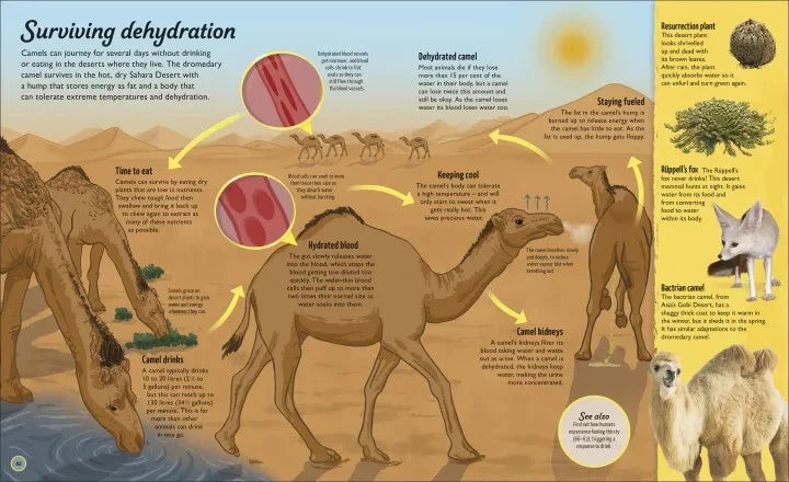 Educational diagram about surviving dehydration with a focus on camels.