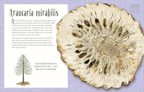 Close-up of a cross-section of Araucaria mirabilis with text on a purple background