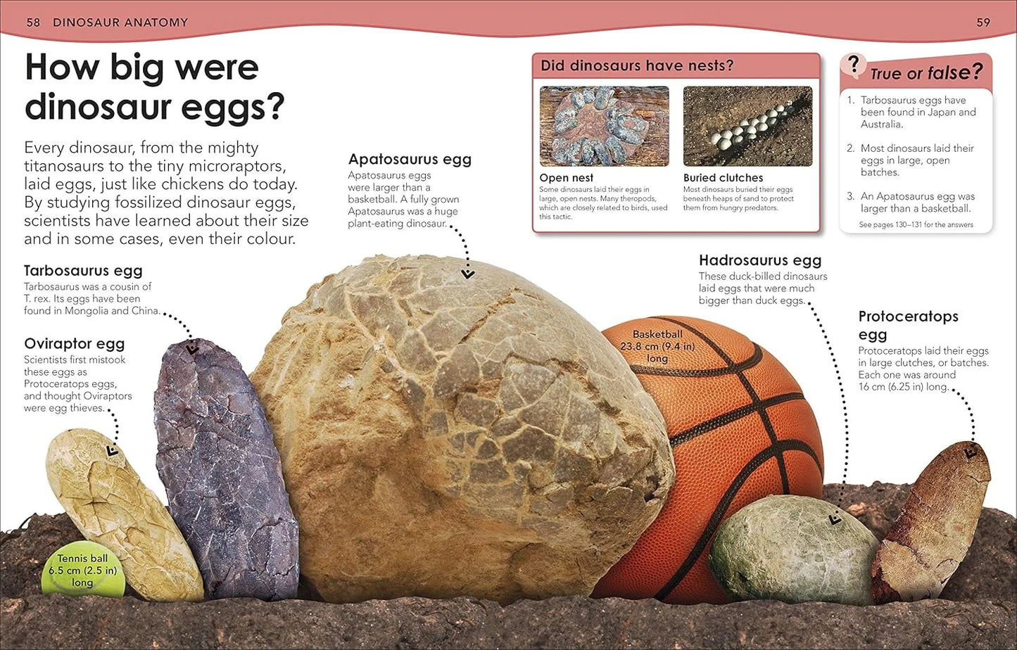 Educational page about dinosaur eggs with various egg sizes and a basketball for scale.