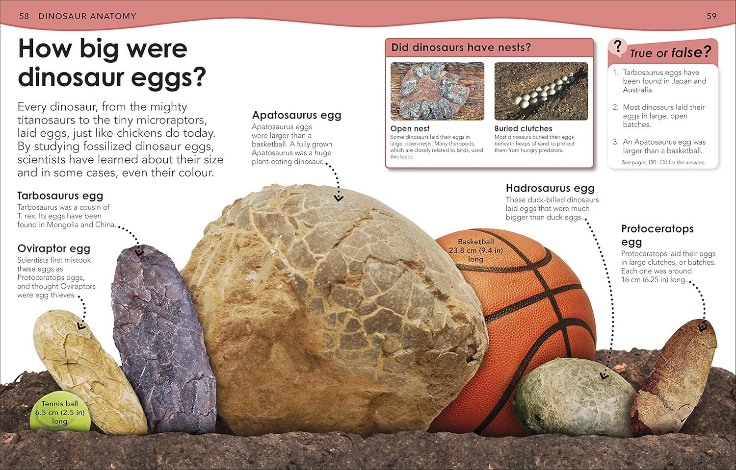 Educational page about dinosaur eggs with various egg sizes and a basketball for scale.