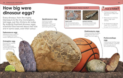 Educational page about dinosaur eggs with various egg sizes and a basketball for scale.