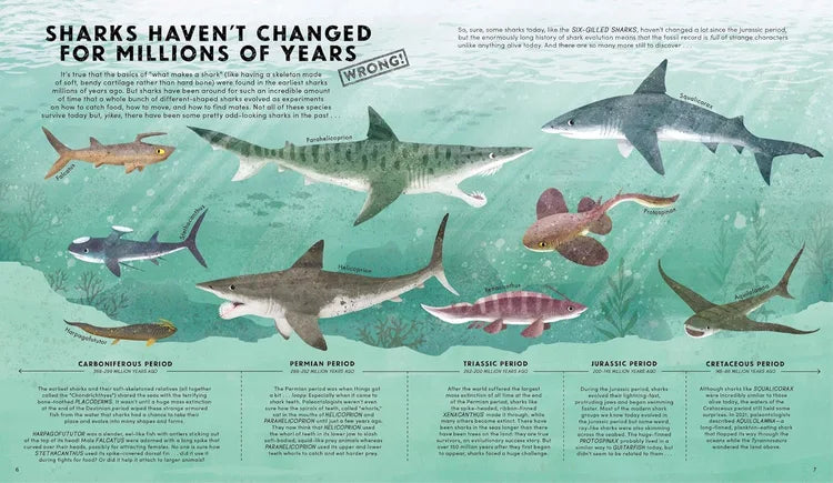 Educational diagram about shark evolution with various shark species illustrated.