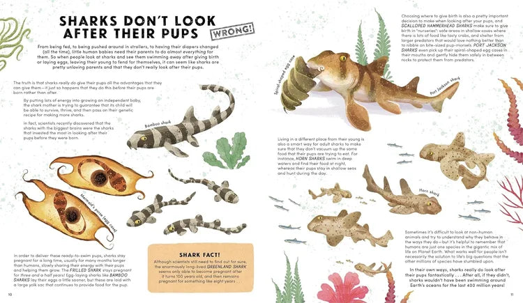 Illustration of sharks and their pups with text explaining shark behavior.