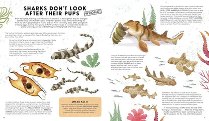Illustration of sharks and their pups with text explaining shark behavior.