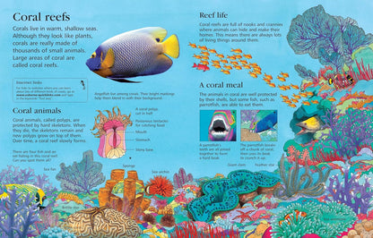 Usborne First Encyclopedia Of Seas & Oceans