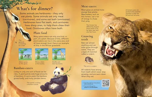 Educational illustration about different types of animals and their diets with a lion and antelope on a beige background.