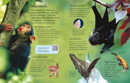 Educational illustration of a monkey and a bat with text about mammals on a green background.