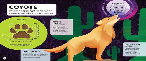 Educational illustration of a coyote with information about its speed and habitat.