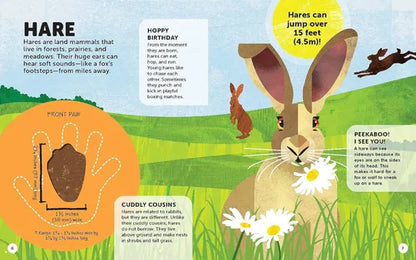 Educational illustration about hares with text and graphics on a green background