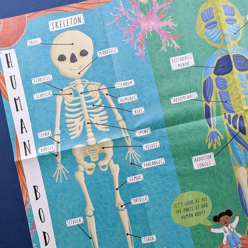 Educational poster of a human skeleton with labels on a colorful background
