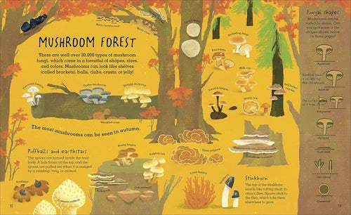Illustration of a mushroom forest with various types of mushrooms and educational text.