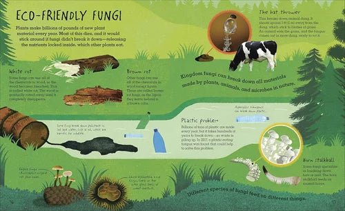 Educational infographic about eco-friendly fungi with illustrations and text on a green background.