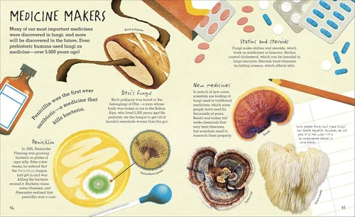 Illustration of medicinal mushrooms and their historical significance in medicine.