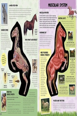 Educational poster about the muscular system of a horse with diagrams and text.