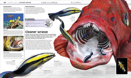Illustration of a cleaner wrasse with its mouth open, showing parasites, on a white background.