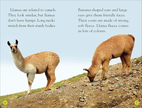 Two llamas on a rocky hillside with educational text about llamas.