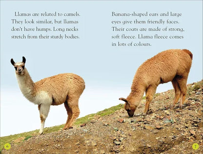Two llamas on a rocky hillside with educational text about llamas.