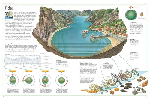 Educational diagram of tides with a cross-sectional view of a coastal area, illustrations of tides, and information text.