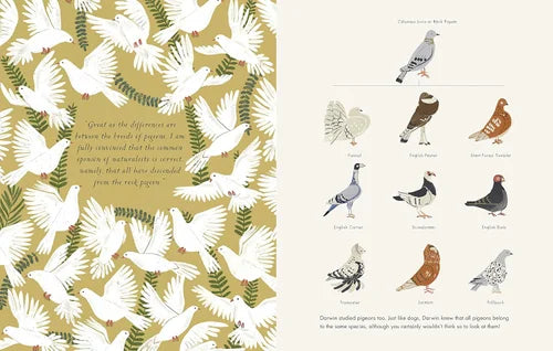 Illustrations of pigeons on a gold background with text
