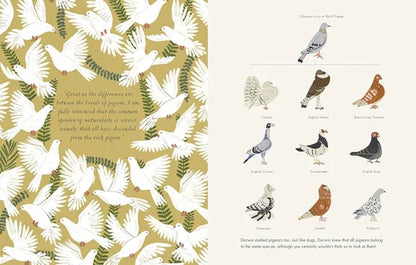 Illustrations of pigeons on a gold background with text