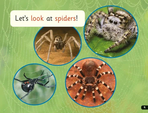 Educational image about spiders with four different spider images on a green background.