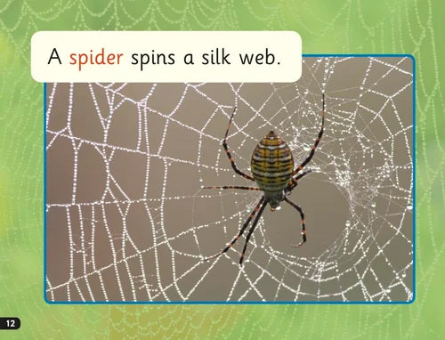 Spider on a silk web with text 'A spider spins a silk web' on a green background