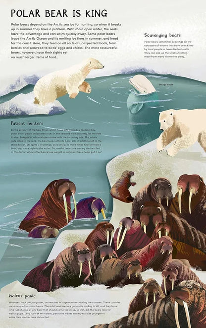 Educational illustration of polar bears and walruses in an Arctic setting with text about their behavior.