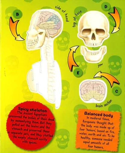Educational chart with anatomical illustrations of a skeleton, brain, and skull on a green background.