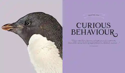 Penguin illustration on a purple background with text about curious behavior