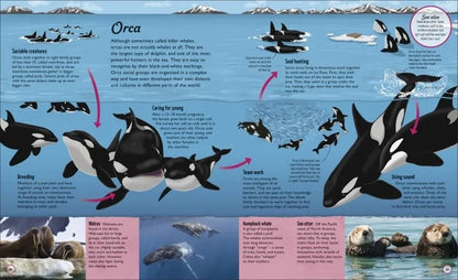 Educational poster about orcas with illustrations and text.