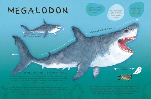 Illustration of a megalodon shark with text and measurements on a teal background