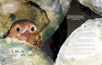 Bird peeking out from behind rocks with text on a magazine or book page.