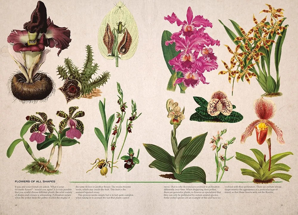 Illustrated Botany: The Virtual Plant Museum