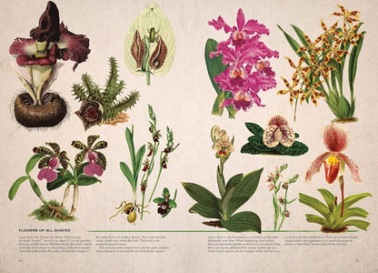 Illustrated Botany: The Virtual Plant Museum